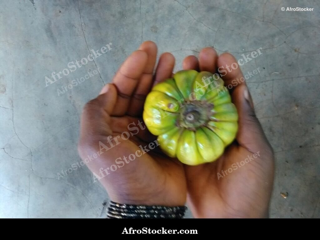 eggplant vine plant africa botanical detail