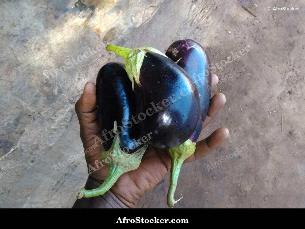african eggplants close up fresh produce