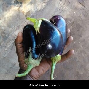 african eggplants close up fresh produce