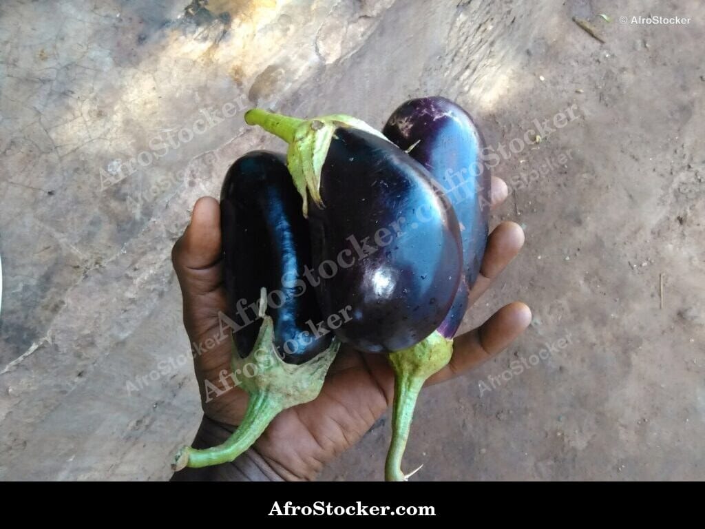 eggplants market stall display africa produce