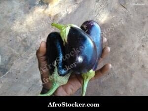African Eggplants on Market Stall Display