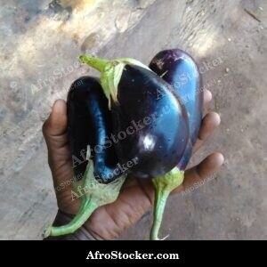 eggplants market stall display africa produce