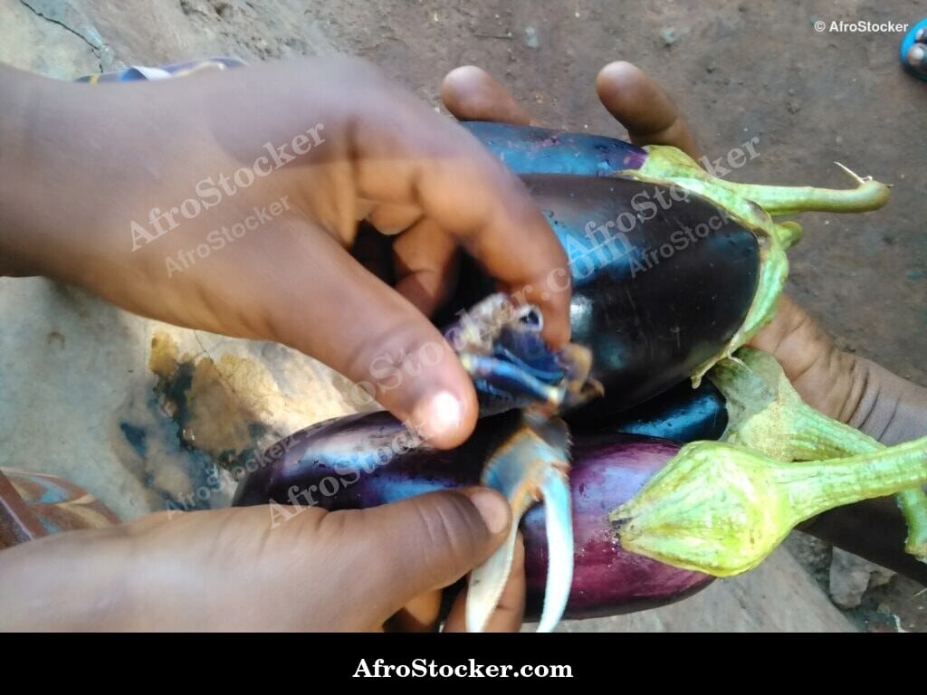 African Eggplants Vendor Basket Display