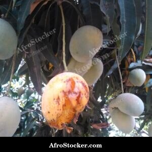 mango orchard harvest season african farm