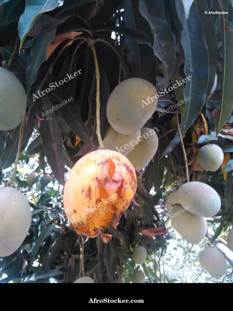 mango orchard harvest season african farm