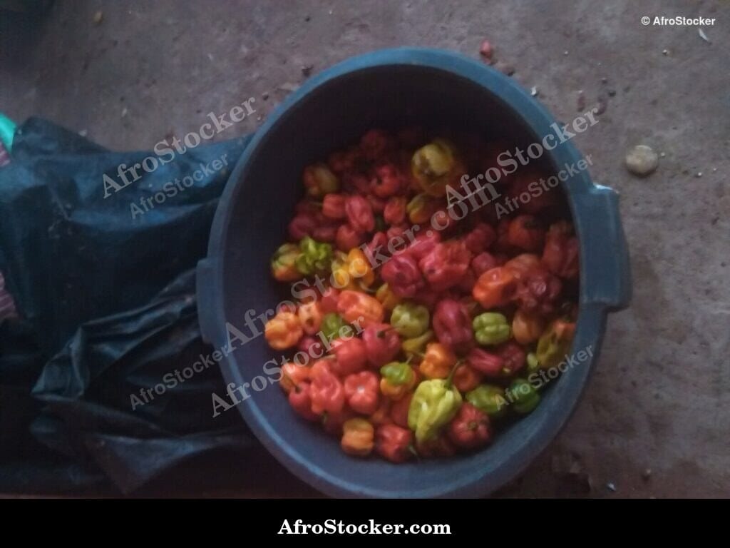 chili peppers basin african market spice