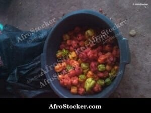 Basin of Fresh Chili Peppers, African Market