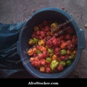 chili peppers basin african market spice