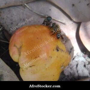 bee pollination cashew flower africa agritech