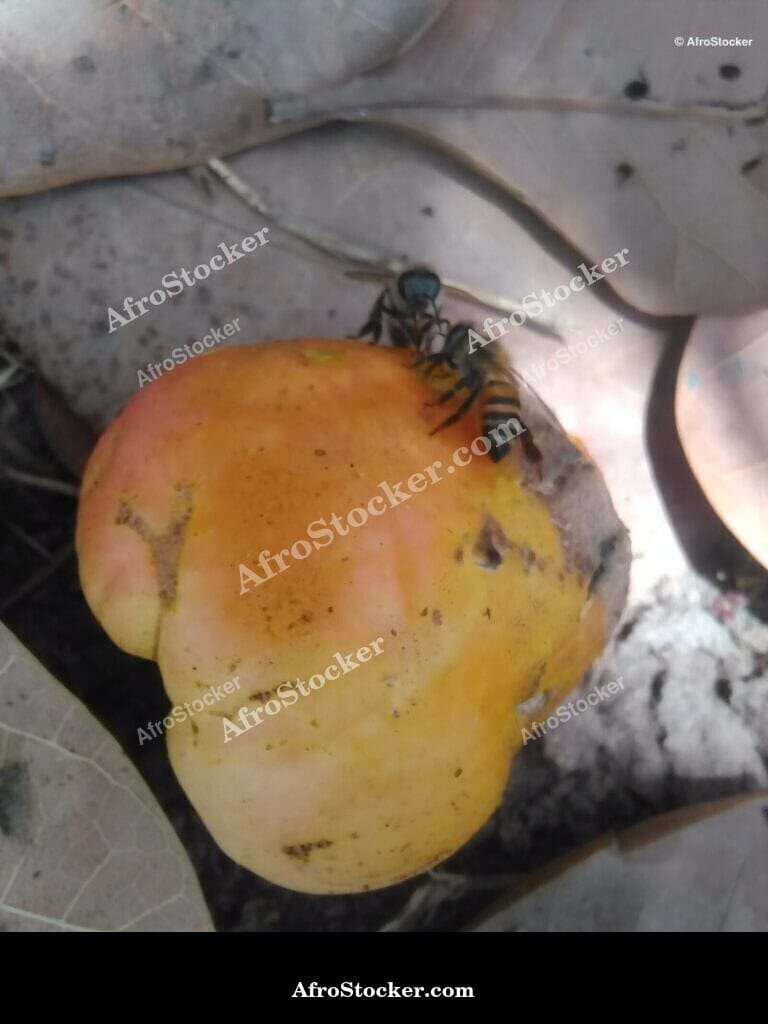 bee pollination cashew flower africa agritech