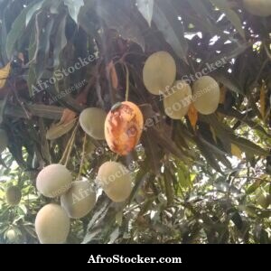 birds wildlife mango orchard africa biodiversity