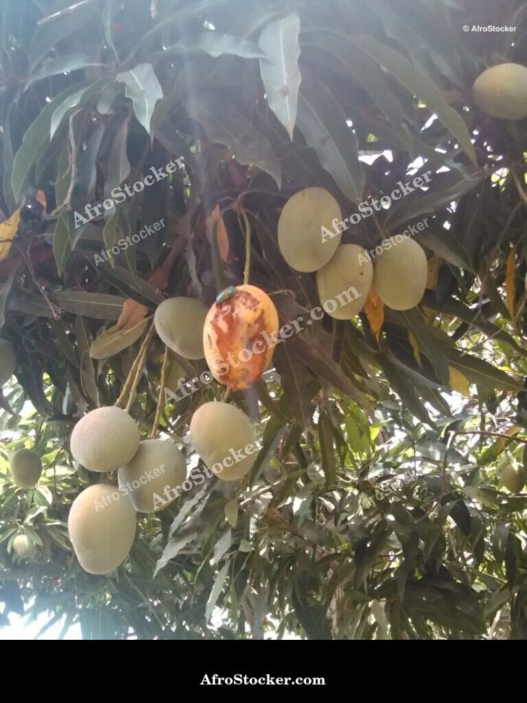 birds wildlife mango orchard africa biodiversity
