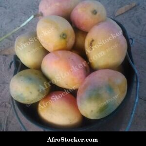 bucket mangoes village harvest africa