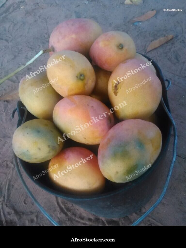 bucket mangoes village harvest africa
