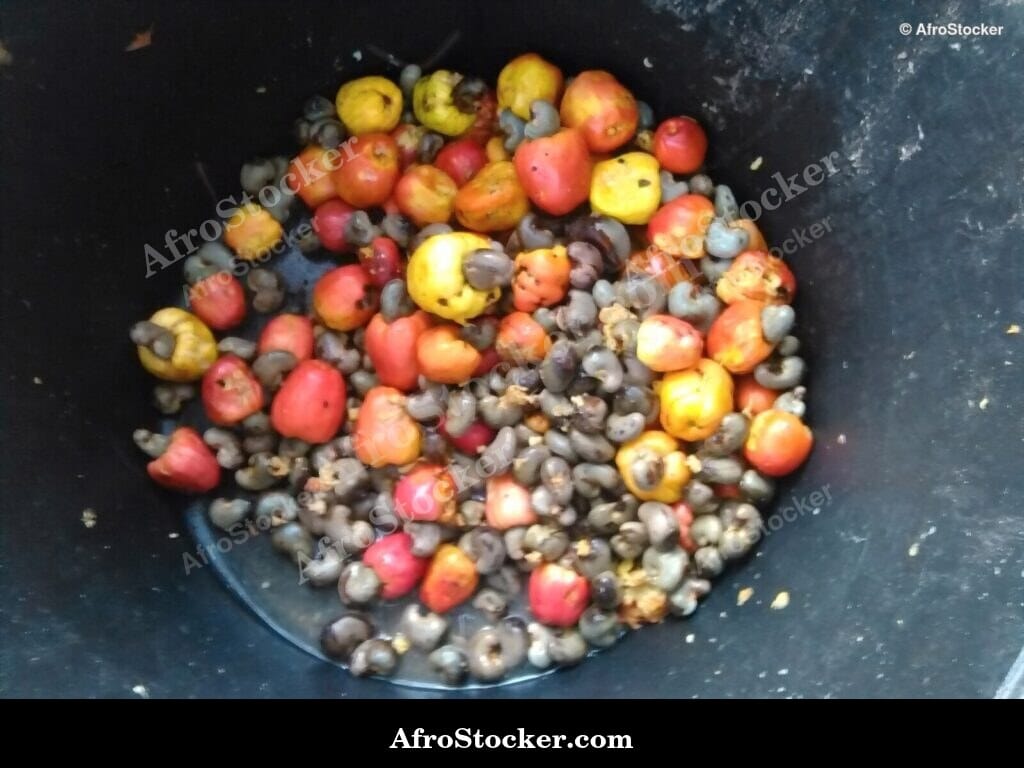 Cashew Fruit Branch Close View, Africa