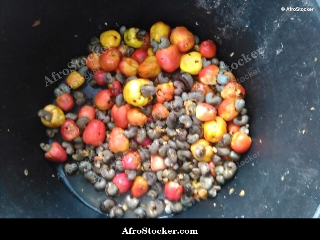 cashew fruit leaves background africa plant