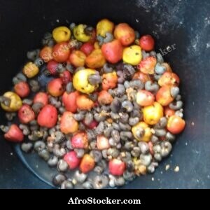 cashew fruit leaves background africa plant