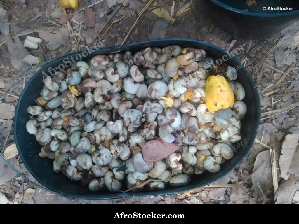 Cashew Fruit with Leaf Shadow, Africa