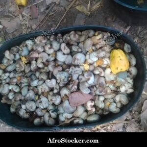 Cashew Fruit with Leaf Shadow, Africa