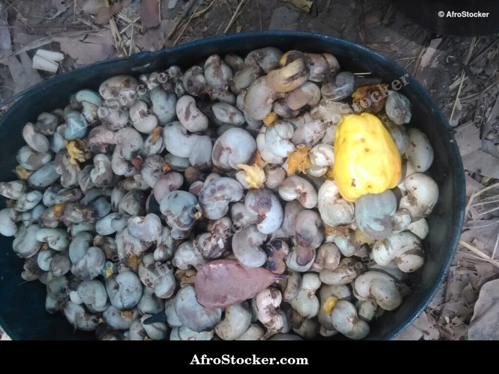 Cashew Fruit Pair on Branch, Africa
