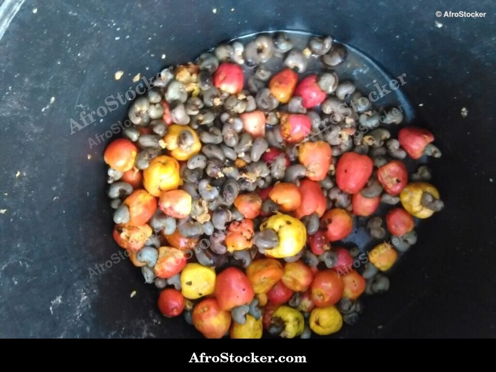 Cashew Fruit Ripening Stages, Africa