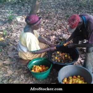 cashew fruit tree west africa agriculture