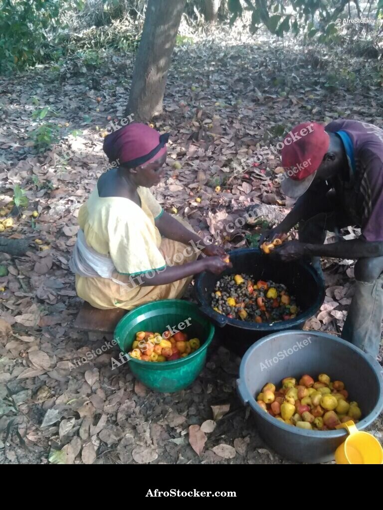 cashew fruit tree west africa agriculture