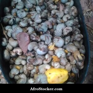 Cashew Fruit Yellow-Orange Color, Africa