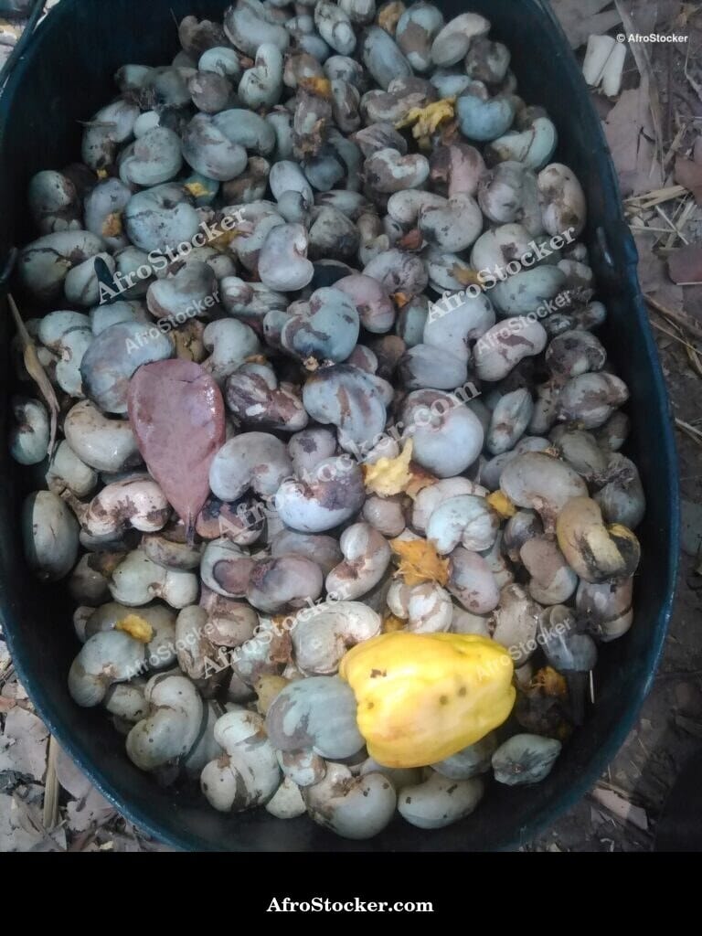 Cashew Fruit Yellow-Orange Color, Africa