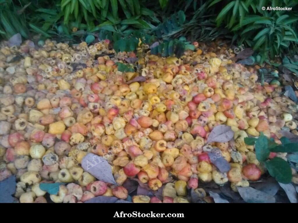 Cashew Orchard Rows, Africa