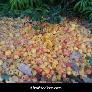 Cashew Orchard Rows, Africa