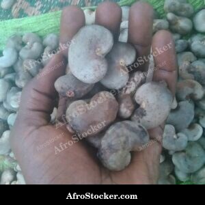 cashew tree branch fruit cluster orchard