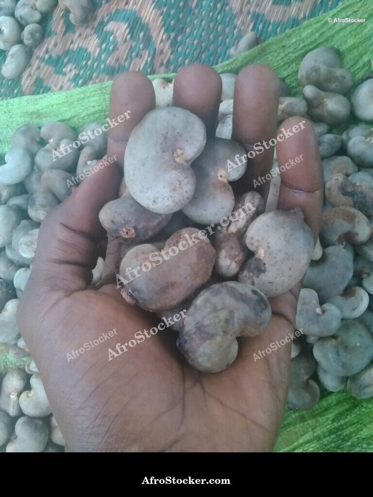 cashew tree branch fruit cluster orchard