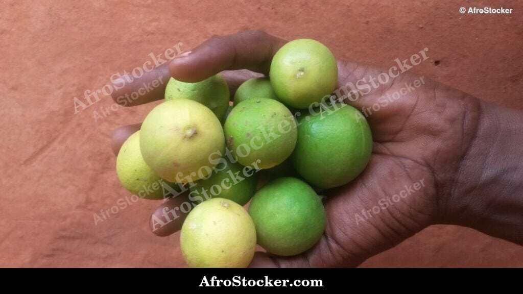 Citrus Fruit Display, African Stall