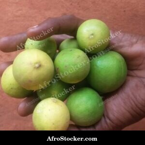 Citrus Fruit Display, African Stall