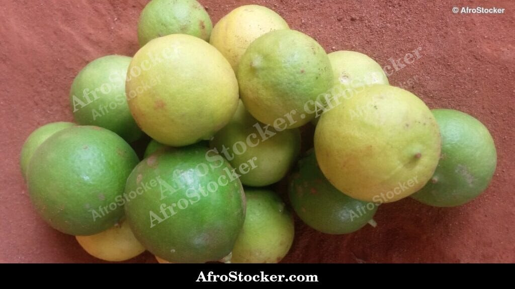 Citrus Lemons in Basket, African Harvest