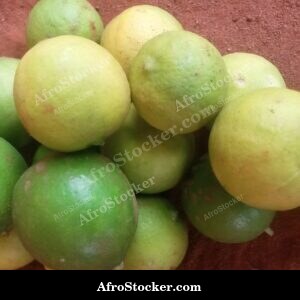 Citrus Lemons in Basket, African Harvest