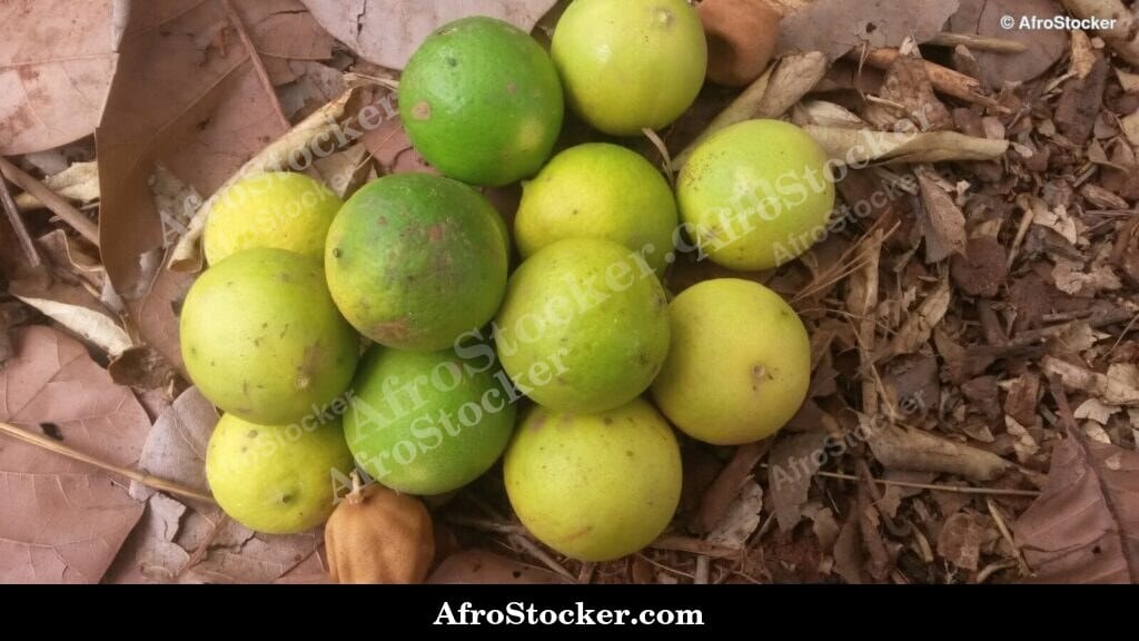 Citrus Lemons Rustic Display, Africa