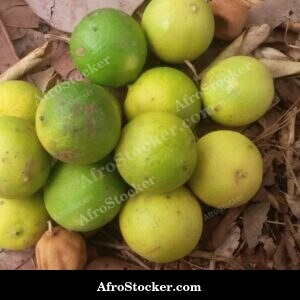 Citrus Lemons Rustic Display, Africa