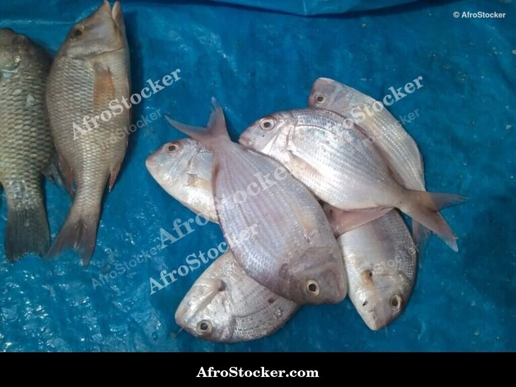 Fresh Fish Display, West African Market