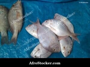 Fresh Fish Display, West African Market