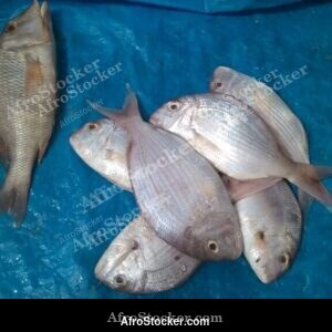 Fresh Fish Display, West African Market