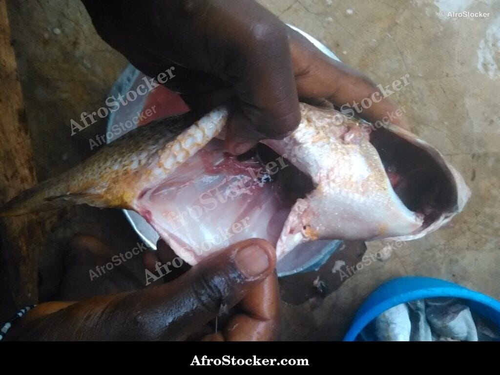 Fish Cooking in Pan with Spices, Africa