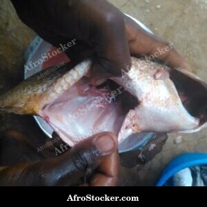 Fish Cooking in Pan with Spices, Africa