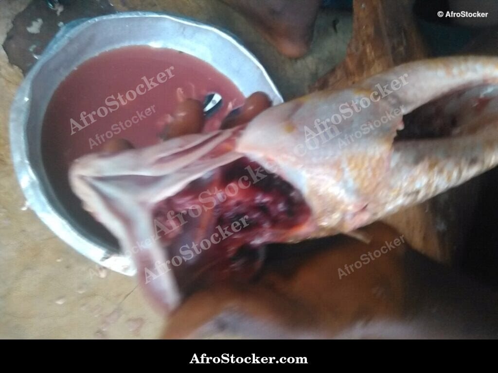 Fish Cooking, Traditional Recipe Africa