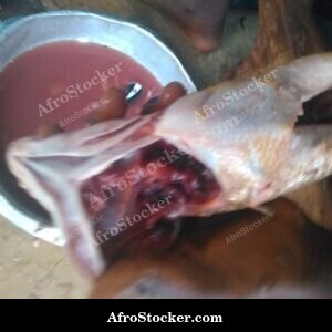 Fish Cooking, Traditional Recipe Africa