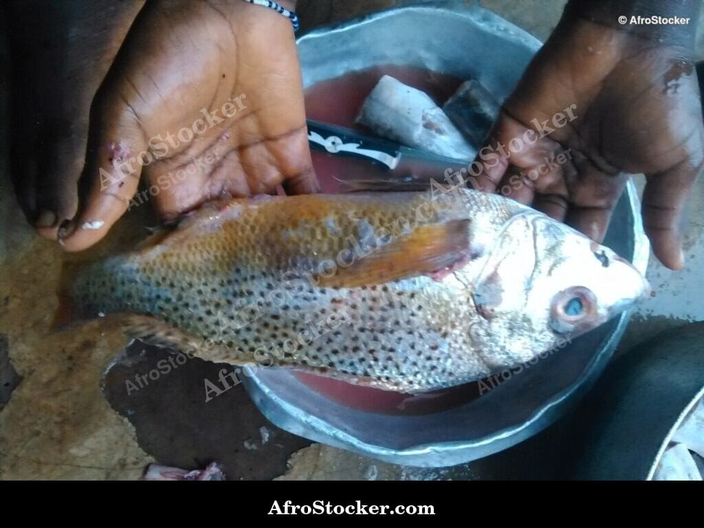 Fish Preparation on Cutting Board, Africa