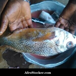 Fish Preparation on Cutting Board, Africa
