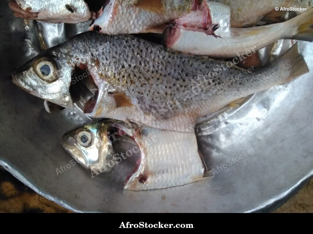 Fish in Tomato Sauce Cooking, Africa