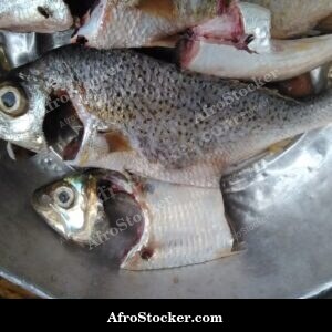 Fish in Tomato Sauce Cooking, Africa